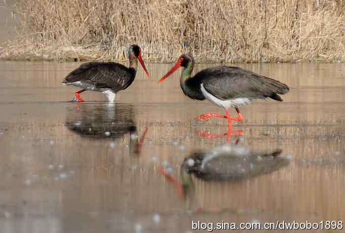 再拍黑巨鸡 再拍黑巨鸡