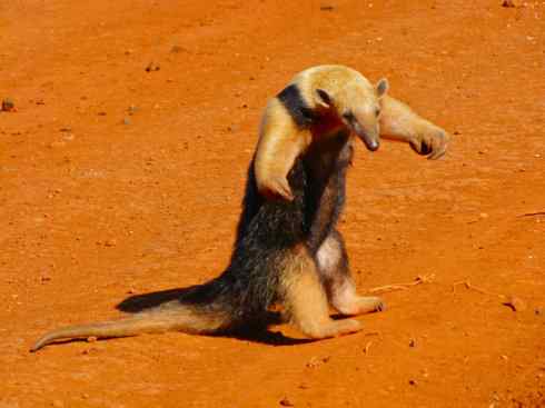盘点十二大著名食蚁动物:食蚁兽 盘点十二大著名食蚁动物:食蚁兽