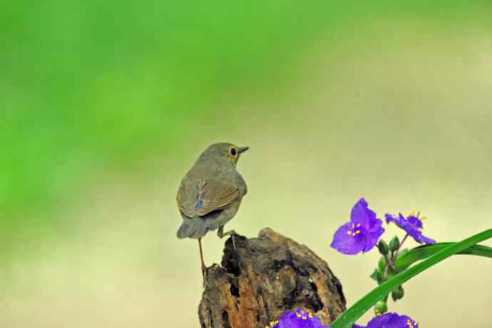 雌性蓝歌鸲与紫露草（3）