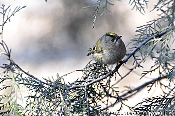 柏树丛中的戴菊 wbr2