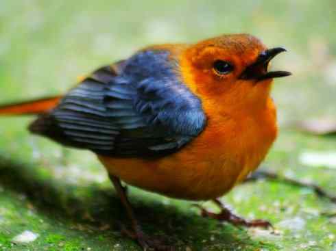 白头鸟系列:另类的美丽（白头歌鵖）