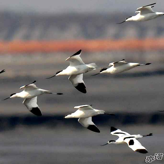 河北乐亭&nbsp;wbr路&nbsp;wbr反嘴鹬