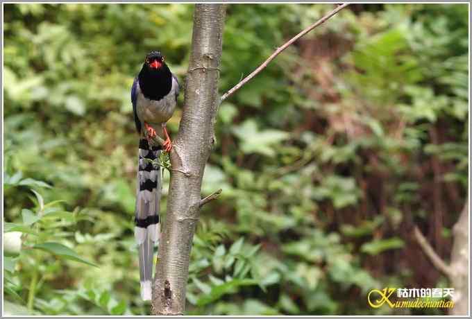 白头小鸟&bull;红嘴蓝鹊【照片】
