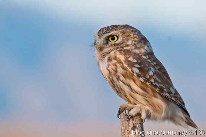 密林深处遭遇方头小猫（组图，12张图片）