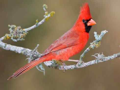 极品红色鸟类：红衣主教鸟