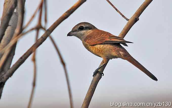 七里海周边鈥湻街酃扳澊蚰