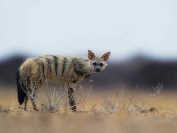 盘点十二大著名食蚁动物：土狼