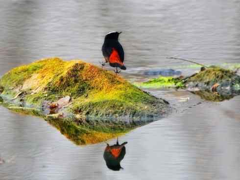 美丽无罪：雀鸟之溪鸲