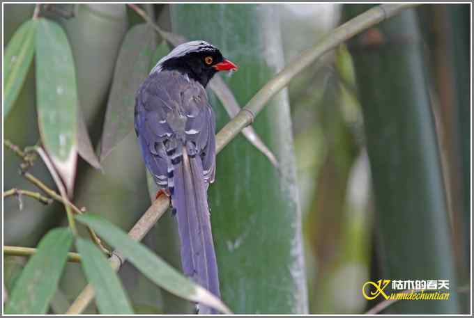 红嘴蓝雀一组【照片】