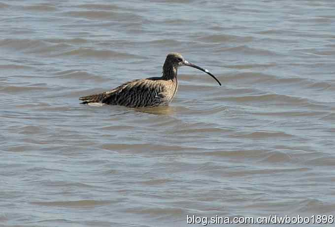 浅水湾：观日出赏美杓