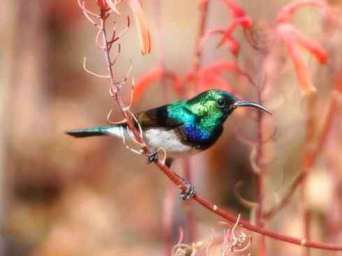 美丽无罪：雀鸟之太阳鸟