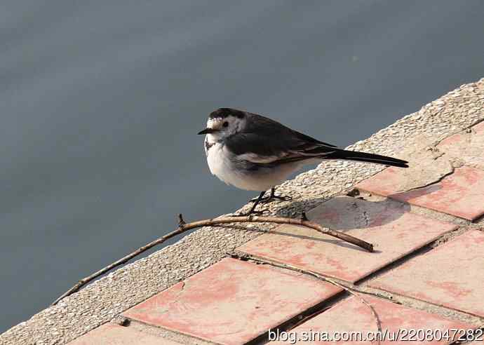 151.圣诞节送上12月份拍新鸟