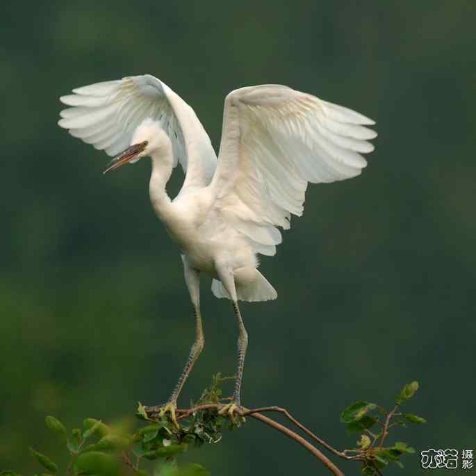 小白鹭与小夜鹭