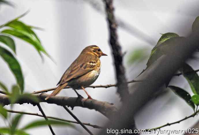 矛斑蝗莺（记录版）