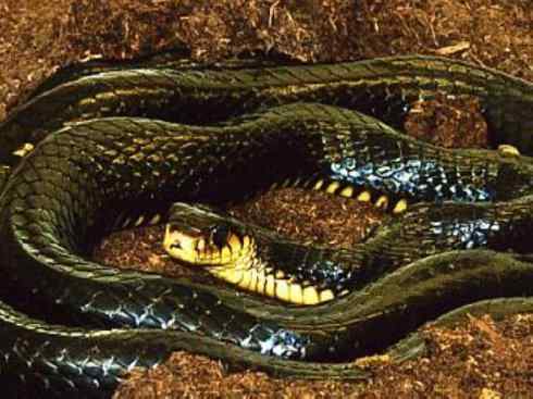 龙:传说的兽原型探秘(眼睛蛇类) 龙:传说的兽原型探秘(眼睛蛇类)