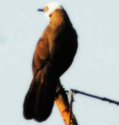 白头鸟系列：另类的美丽5