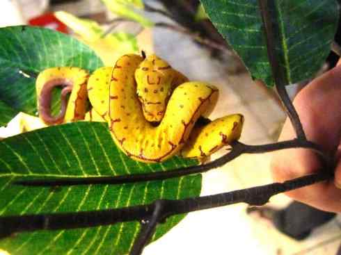 龙:传说的兽原型探秘(树蟒类) 龙:传说的兽原型探秘(树蟒类)