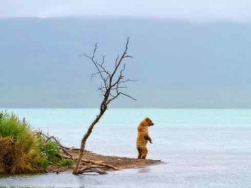十大喜食蜂蜜动物：棕熊