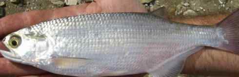 鱼类活化石：月眼鱼