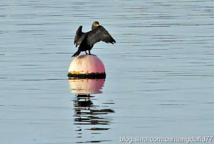 美国鸟类摄影——双冠鸬鹚