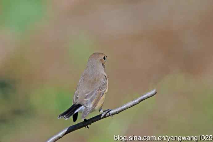秋天的红喉姬鹟（7）