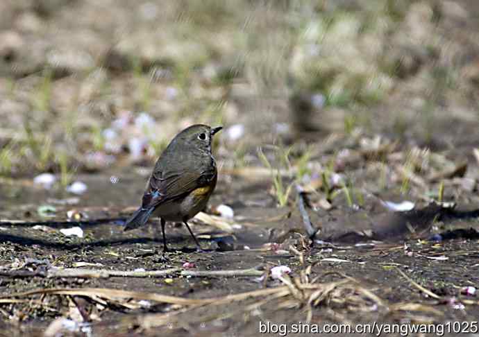 自然和谐的日坛公园（雌性红胁蓝尾鸲）