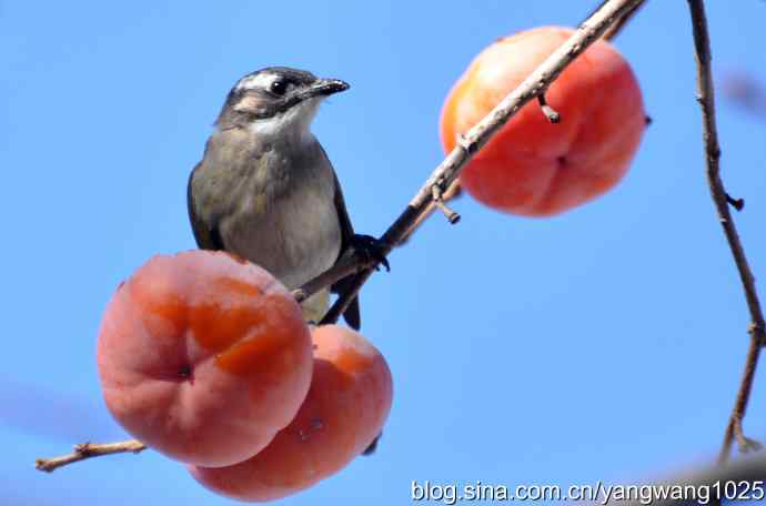 吃柿子的白头鹎 吃柿子的白头鹎