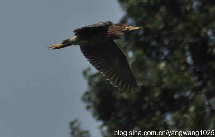 夜鹭（大丽抓拍）