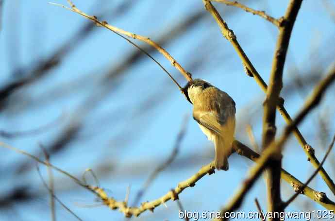 数九寒天的沼泽山雀