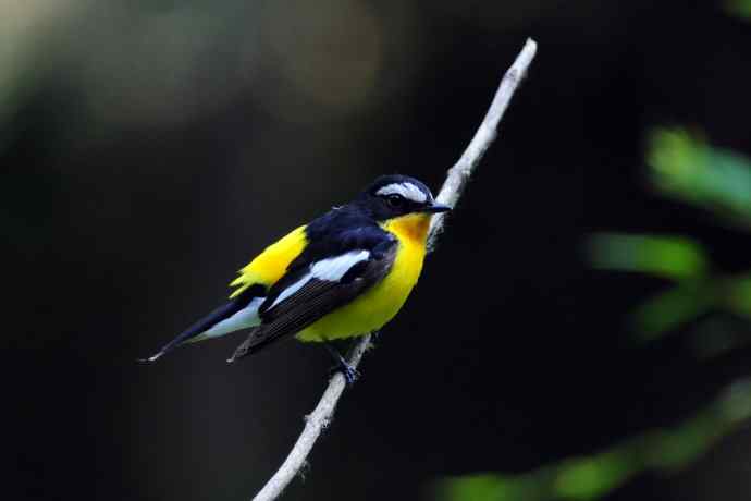 雄性白眉姬鹟（17）