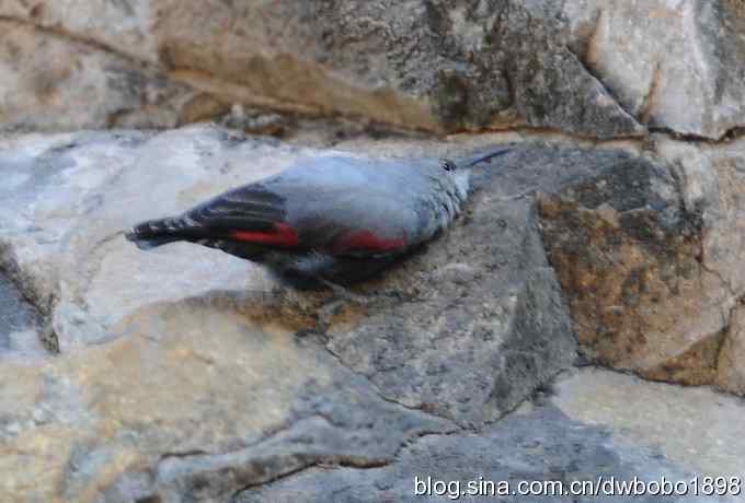 优雅红翅 wbr旋壁山岩
