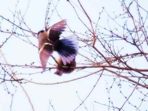 白头鸟系列：另类的美丽6