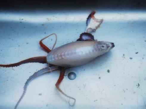 自然奇观:动物大迁徙(乌贼) 自然奇观:动物大迁徙(乌贼)