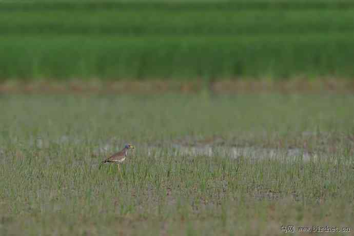 野鸭湖拍的阿穆尔隼