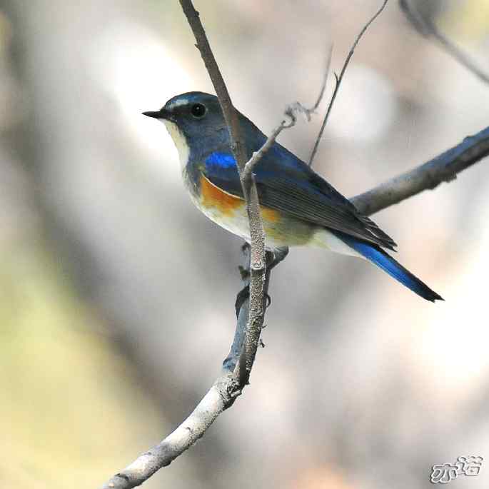 河北乐亭拍鸟——红胁蓝尾鸲