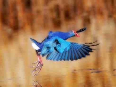 奇特的盔：紫水鸡