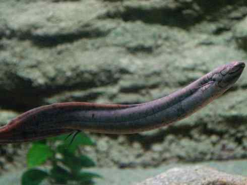 鱼类活化石：美洲肺鱼