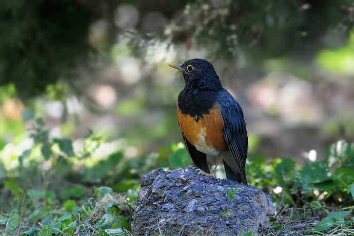 【新鸟】黑胸鸫和乌灰鸫 【新鸟】黑胸鸫和乌灰鸫