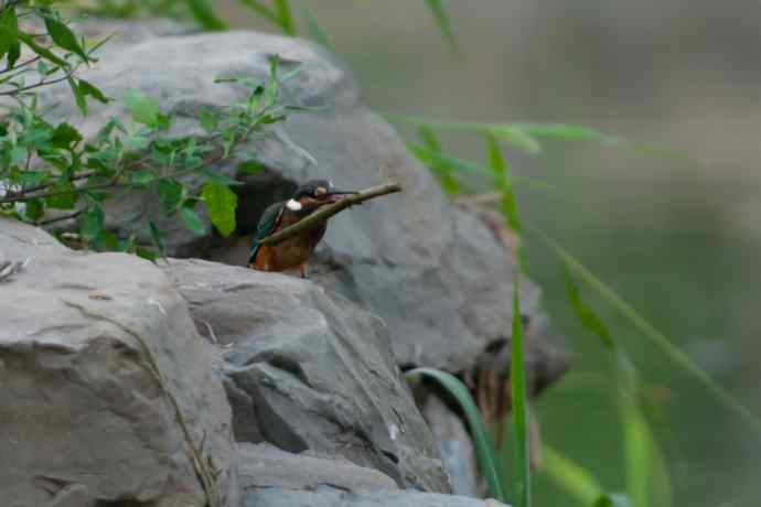 奇异翠少.衔棒苦练叼鱼功