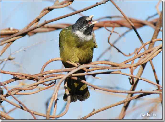 中国特有鸟种-领雀嘴鹎