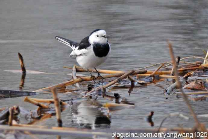 白鹡鸰(2) 白鹡鸰(2)