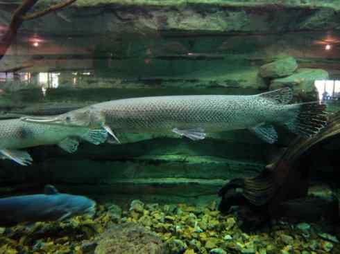 鱼类活化石:鳄雀鳝 鱼类活化石:鳄雀鳝