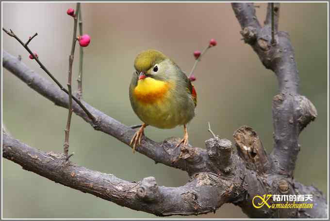相思鸟与红梅花儿【照片】