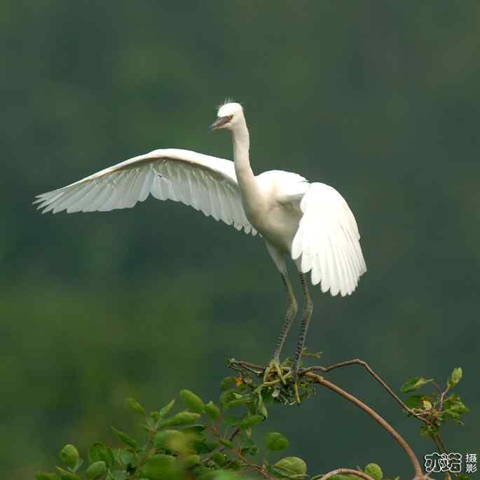 小白鹭与小夜鹭