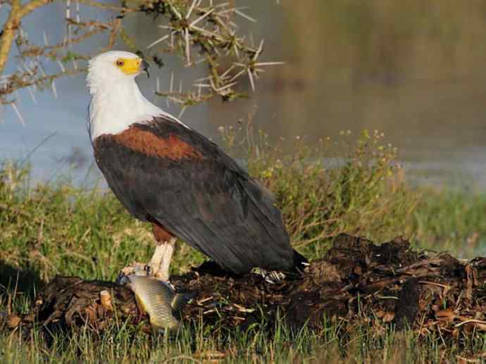 犬科：薮犬亚科非洲野犬属之非洲野犬