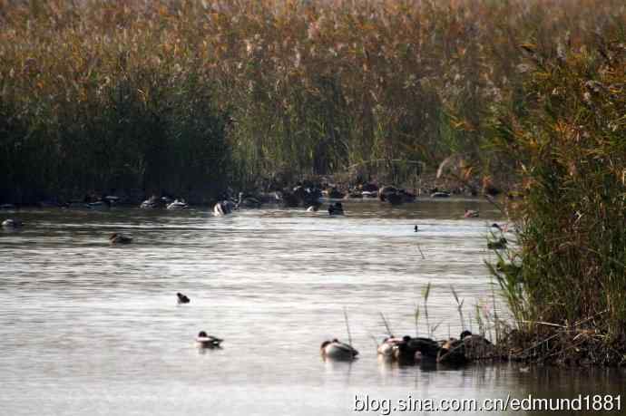 崇明东滩湿地公园十一月鸟况-望远镜打鸟