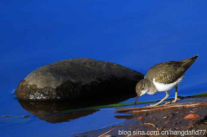 美国鸟类摄影——秋雀图：斑腹矶鹬