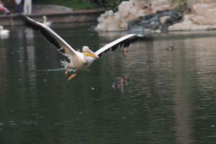 北京动物园的鸟类——再拍大鹈鹕 4