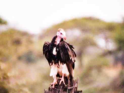 白头鸟系列:另类的美丽12 白头鸟系列:另类的美丽12