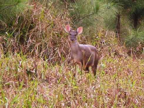 麒麟：传说的兽原型探秘（白尾鹿）
